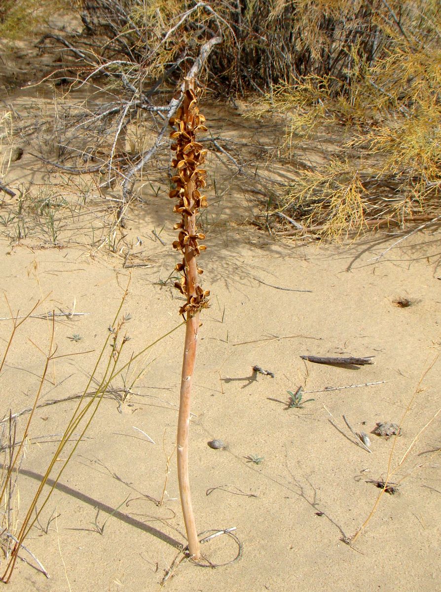 Изображение особи Eremurus inderiensis.