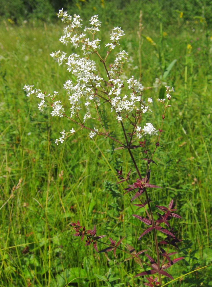 Image of Galium boreale specimen.