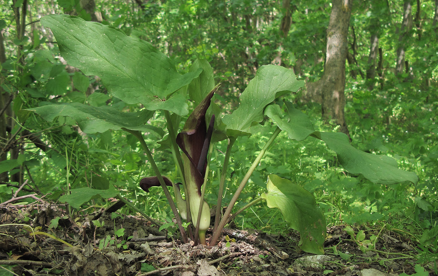 Изображение особи Arum elongatum.