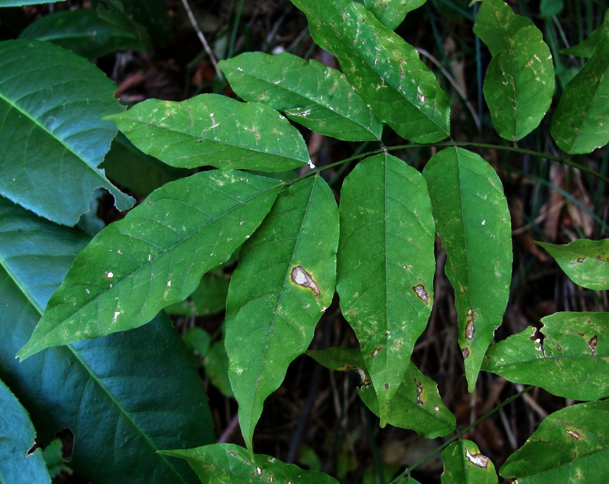 Image of Wisteria sinensis specimen.