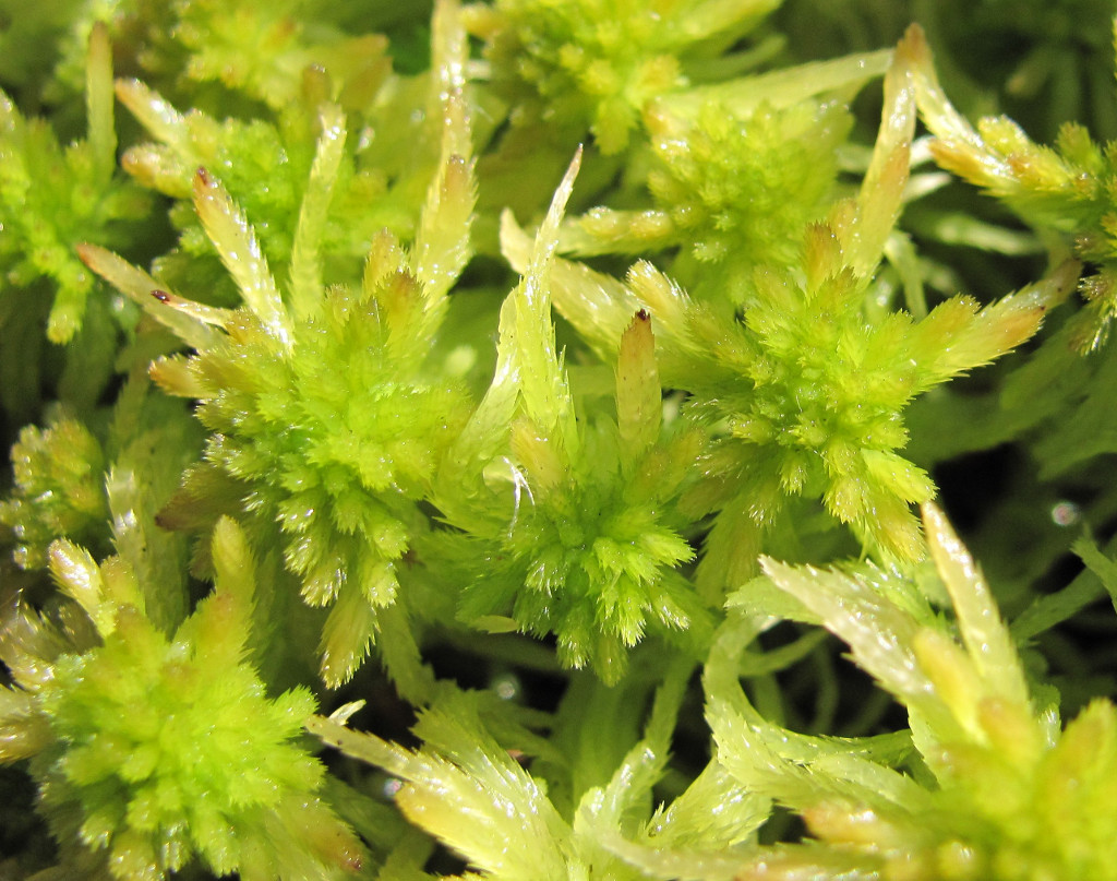 Изображение особи Sphagnum angustifolium.