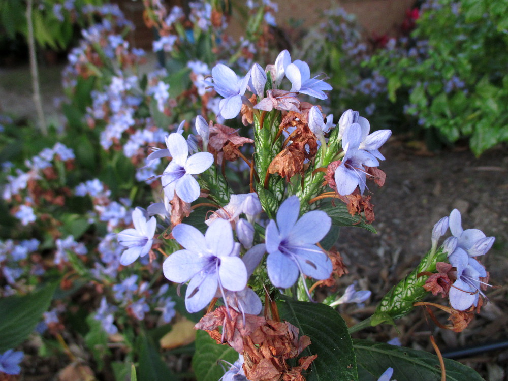 Изображение особи Eranthemum pulchellum.