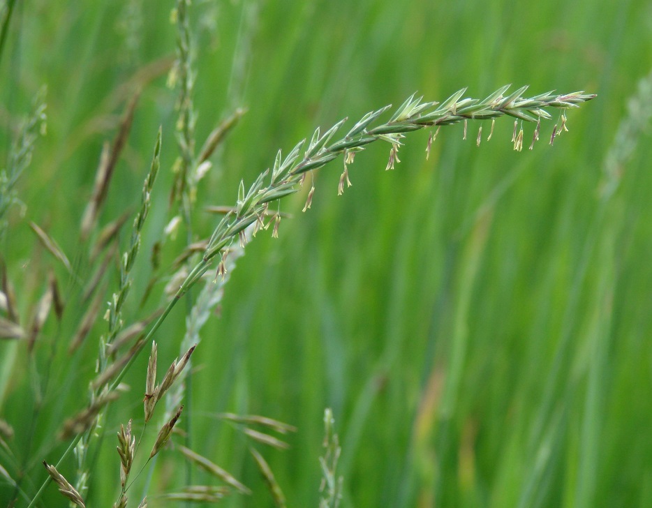 Изображение особи Elytrigia repens.