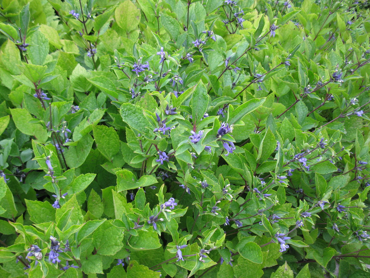 Image of Clematis heracleifolia specimen.