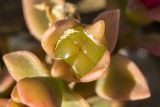 Aptenia × vascosilvae. Плод. Греция, Эгейское море, о. Парос, г. Дриос, в культуре. 09.01.2016.