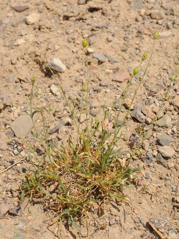 Изображение особи Silene gavrilovii.