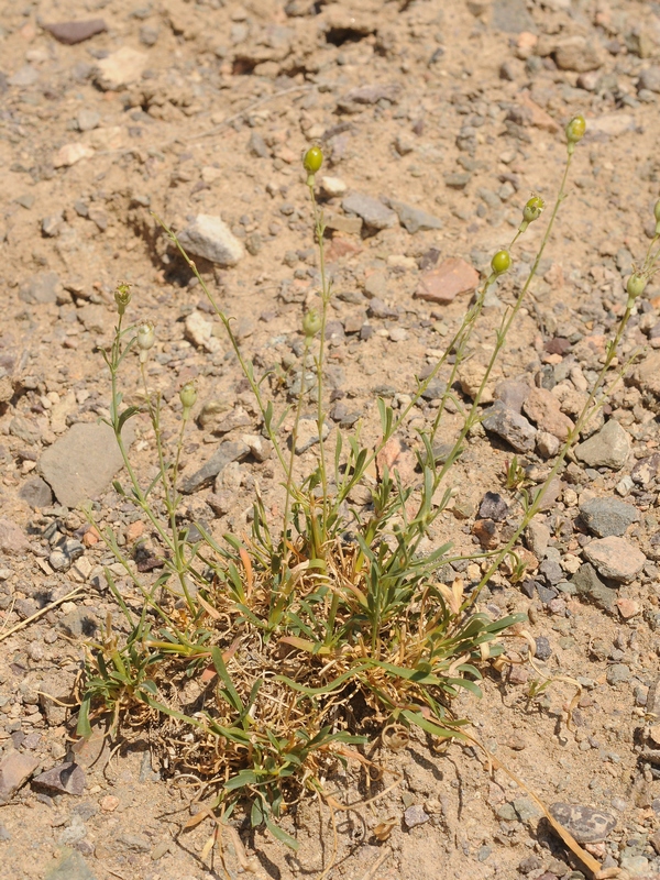 Image of Silene gawrilowii specimen.