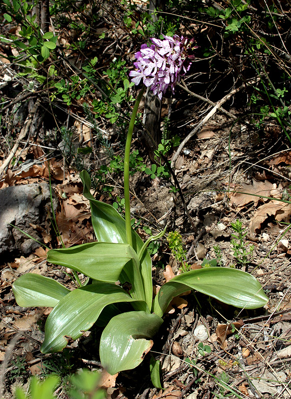 Изображение особи Orchis purpurea.