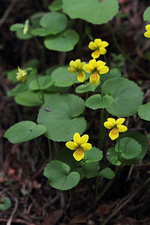 Image of Viola biflora specimen.