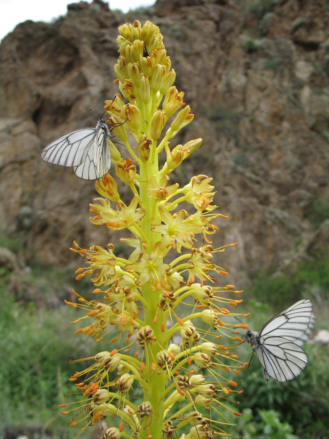 Изображение особи Eremurus altaicus.