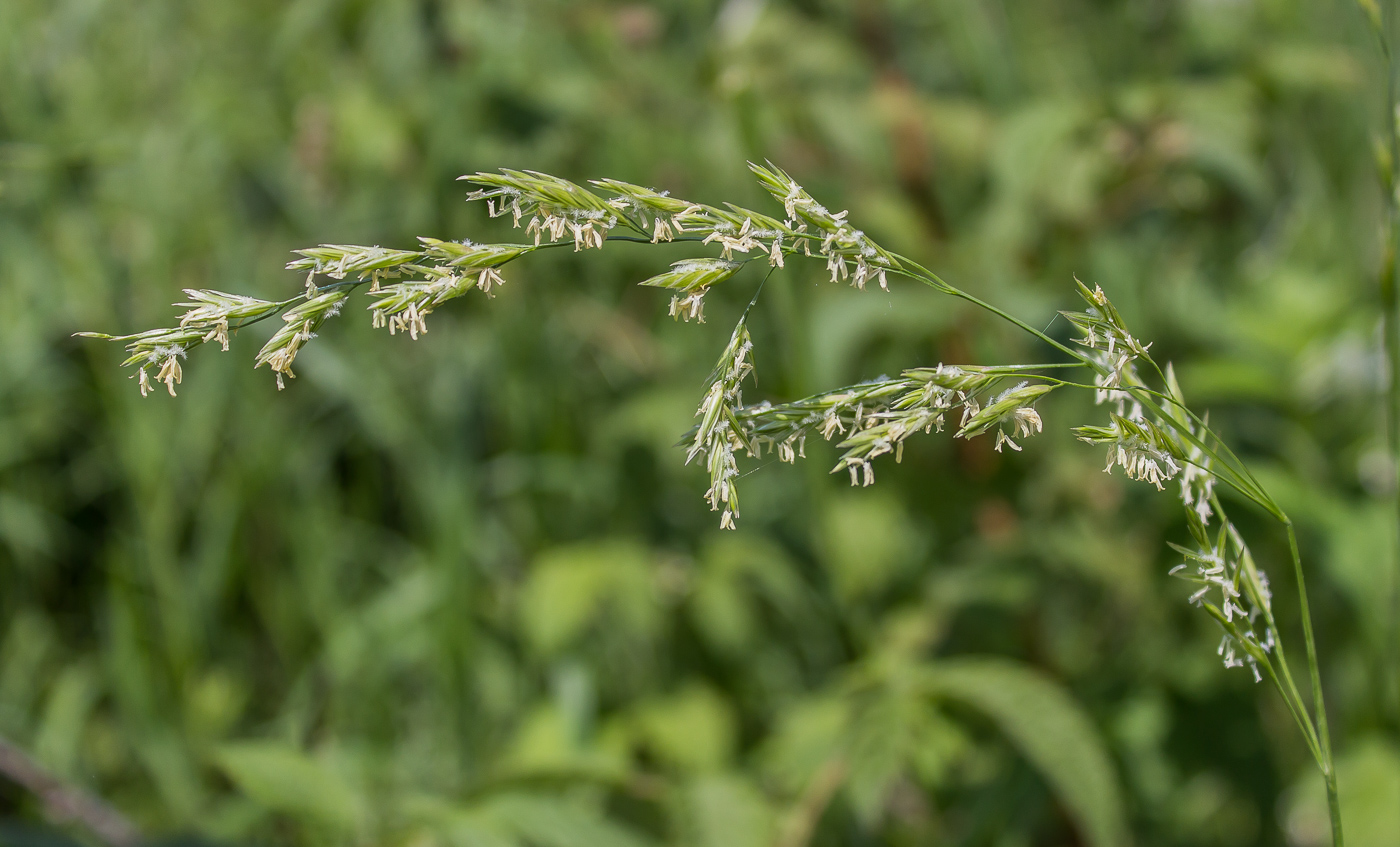 Изображение особи род Festuca.