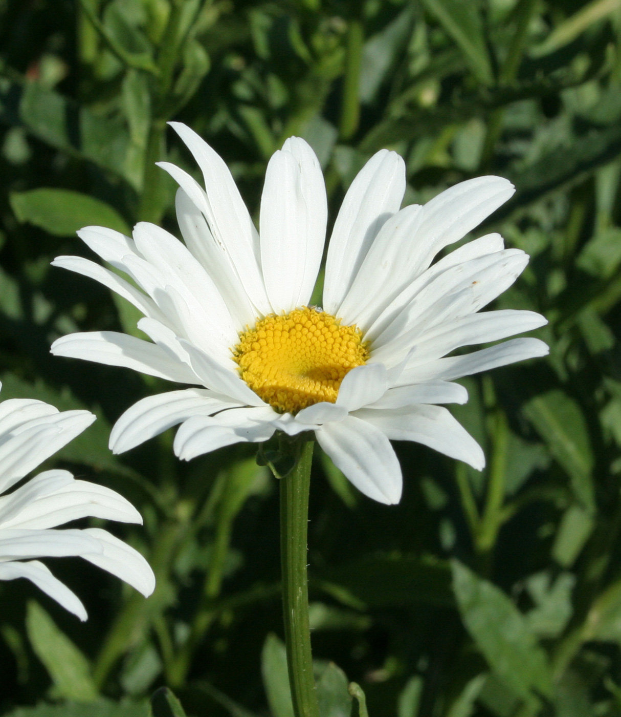 Изображение особи Leucanthemum maximum.