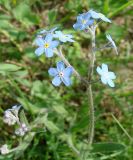 Myosotis imitata. Верхушка побега с соцветием. Якутия (Саха), южные окр. г. Якутска, холмы. 11.06.2012.