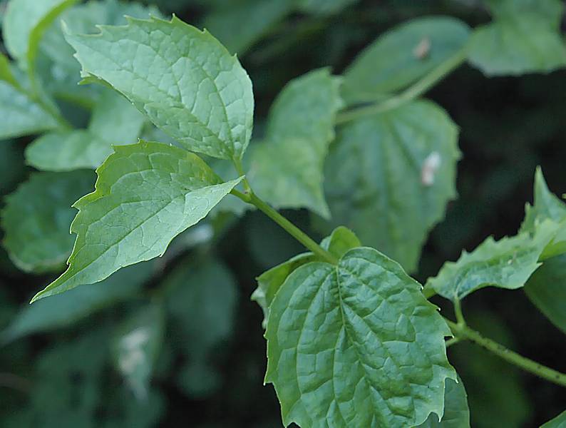 Image of Philadelphus coronarius specimen.