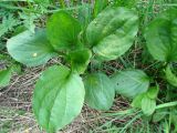 Plantago major