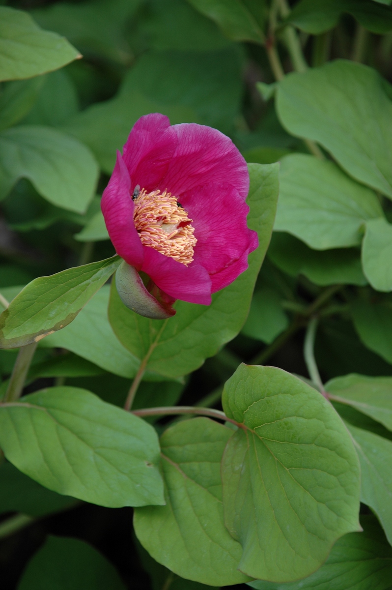 Изображение особи Paeonia caucasica.