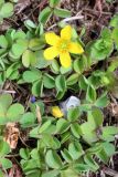 Oxalis corniculata
