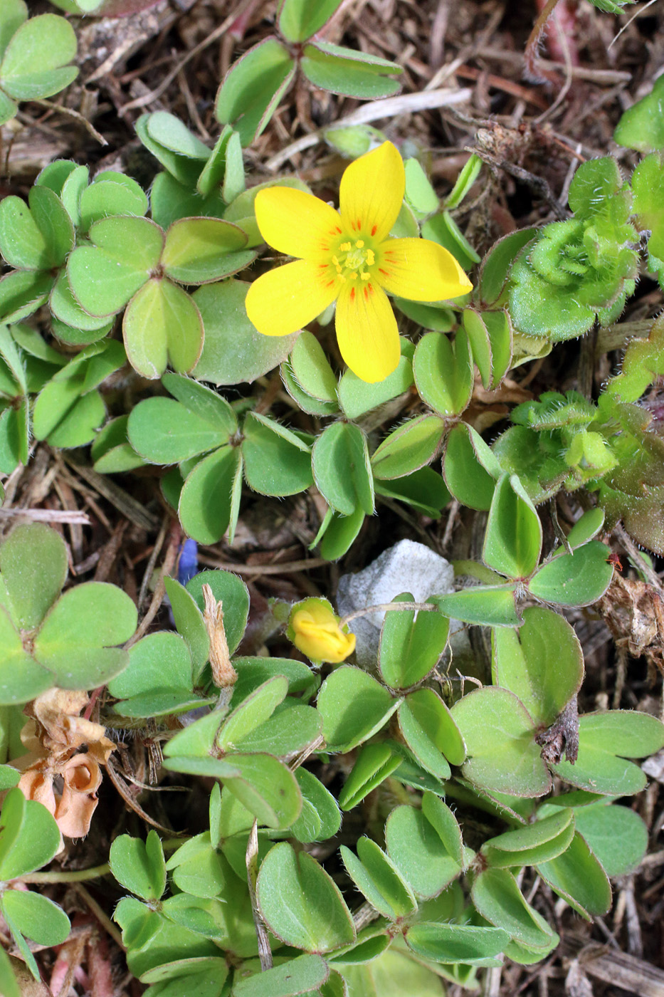 Изображение особи Oxalis corniculata.