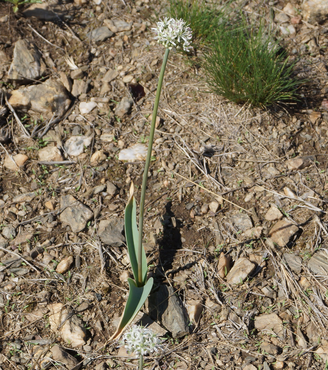 Image of Allium tulipifolium specimen.