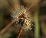 Scorzoneroides autumnalis