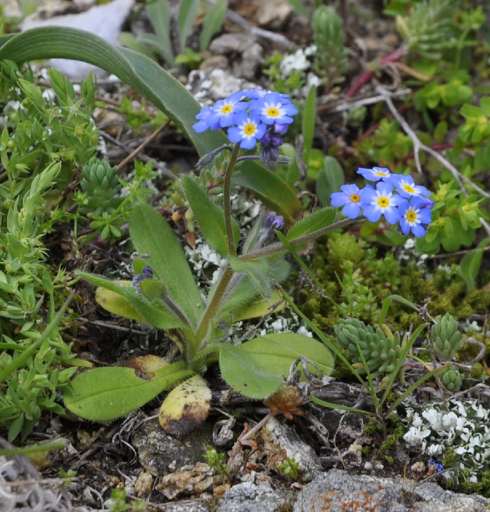 Image of Myosotis cadmea specimen.