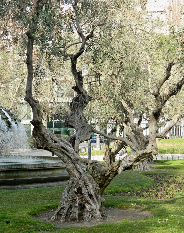 Image of Olea europaea specimen.