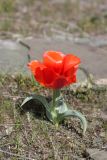 Tulipa greigii. Цветущее растение. Южный Казахстан, Сырдарьинский Каратау, р-н перевала Куюк. 27.03.2016.
