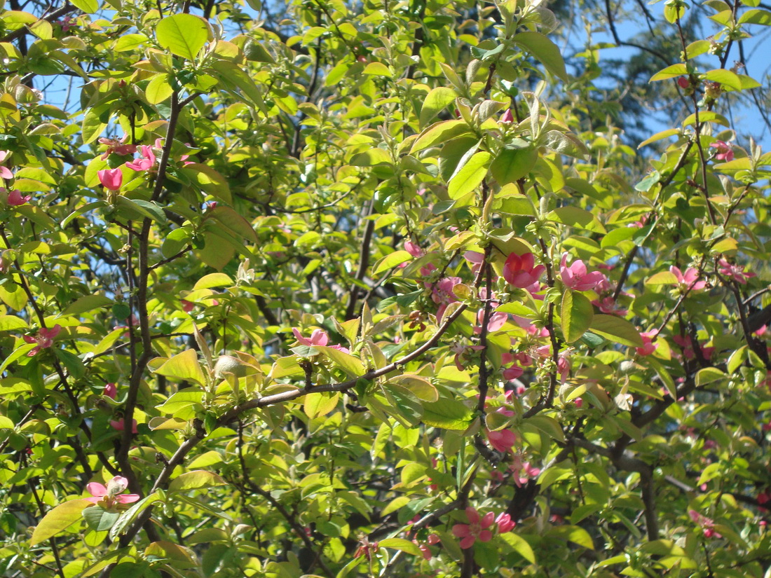 Изображение особи Pseudocydonia sinensis.