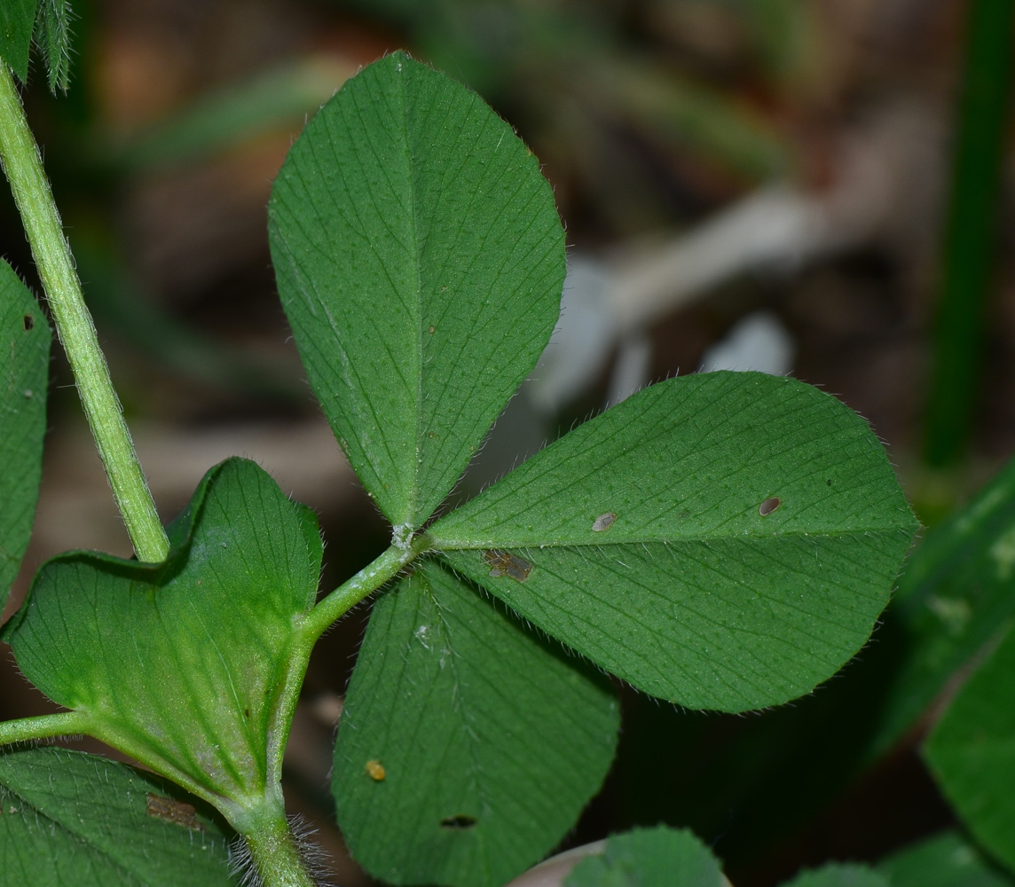 Изображение особи Trifolium clypeatum.