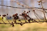 Spiraea crenata. Часть побега в остатками прошлогодних соплодий. Свердловская обл., высокий левый берег р. Исеть ниже дер. Бекленищева (порог Ревун), поляна в 200 м от реки. 16 апреля 2016 г.