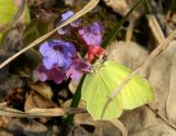 Pulmonaria obscura