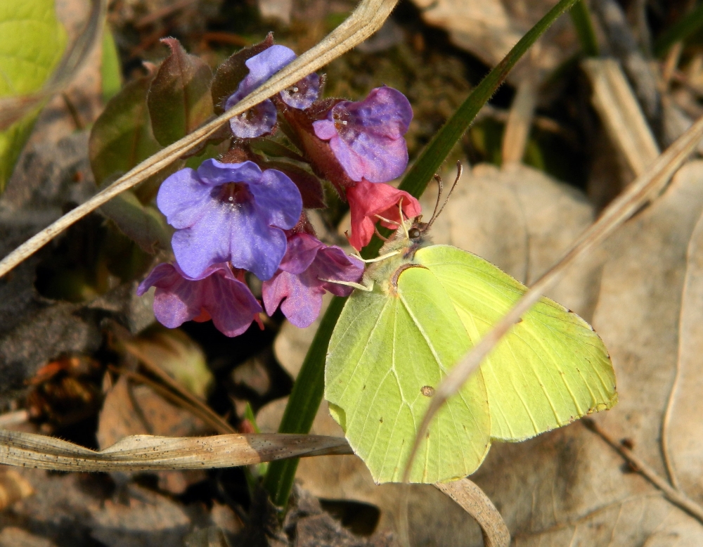 Image of Pulmonaria obscura specimen.