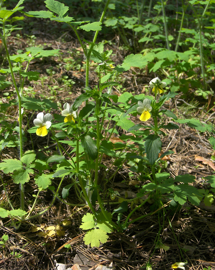Image of Viola matutina specimen.