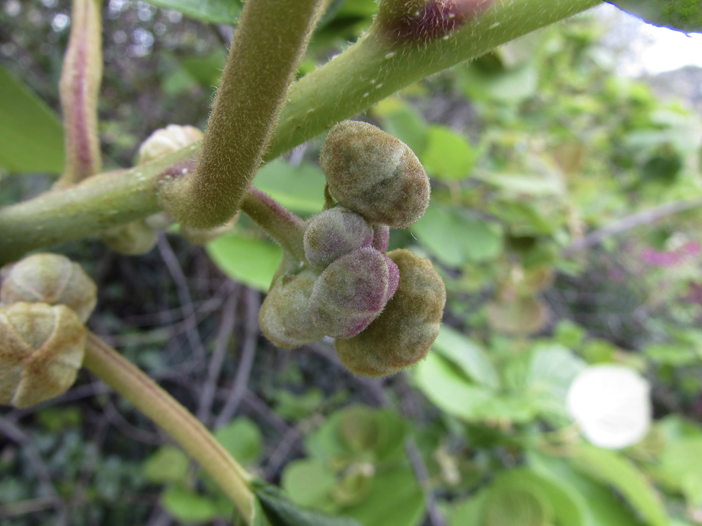 Image of Actinidia chinensis var. deliciosa specimen.