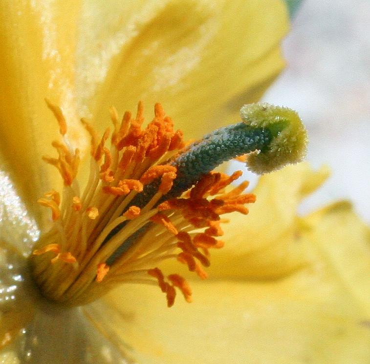 Изображение особи Glaucium flavum.