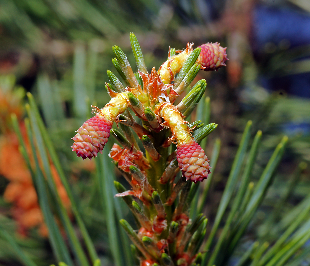 Image of Pinus sylvestris specimen.