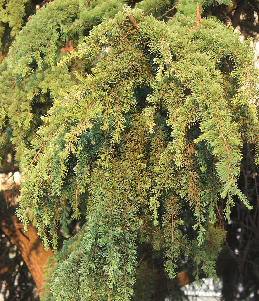 Image of Cedrus deodara specimen.