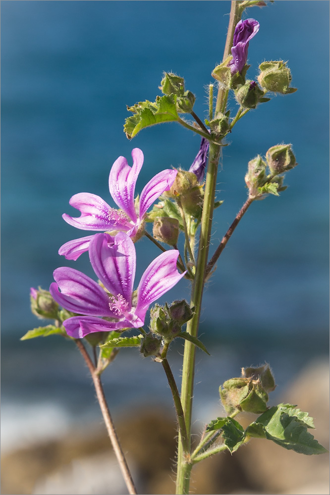 Изображение особи Malva sylvestris.