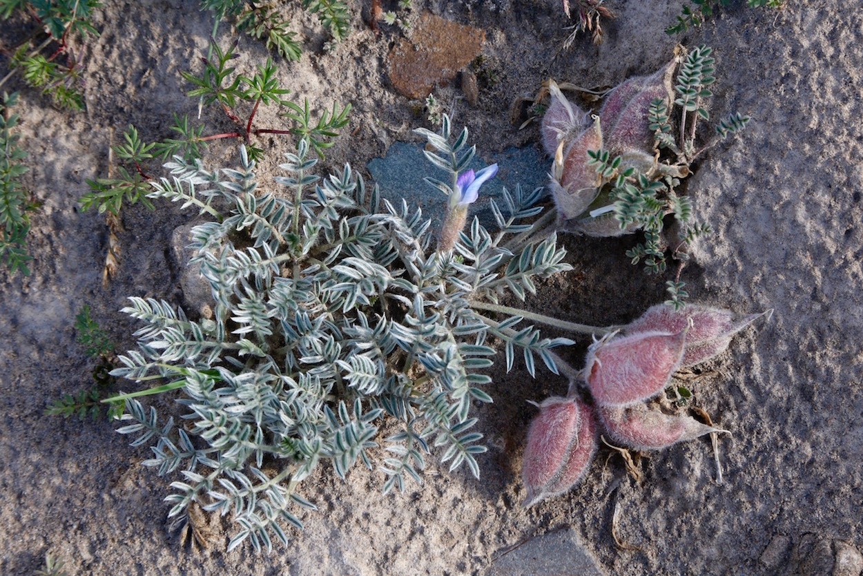 Изображение особи Oxytropis poncinsii.