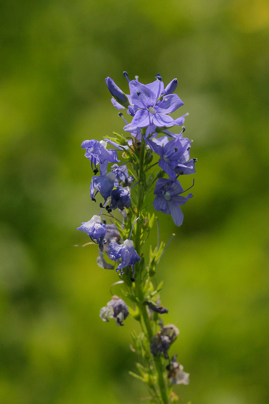 Изображение особи Veronica teucrium.