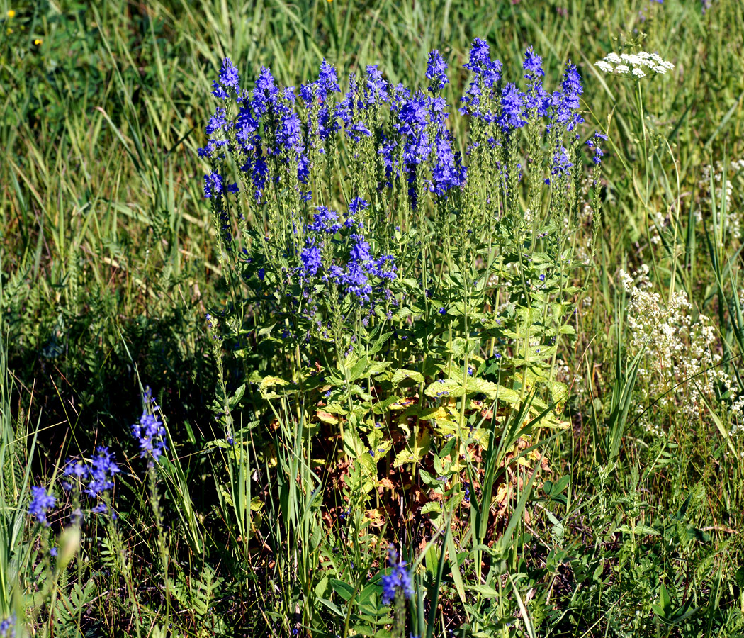 Image of Veronica teucrium specimen.