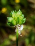 Ranunculus trachycarpus