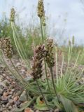 Plantago minuta