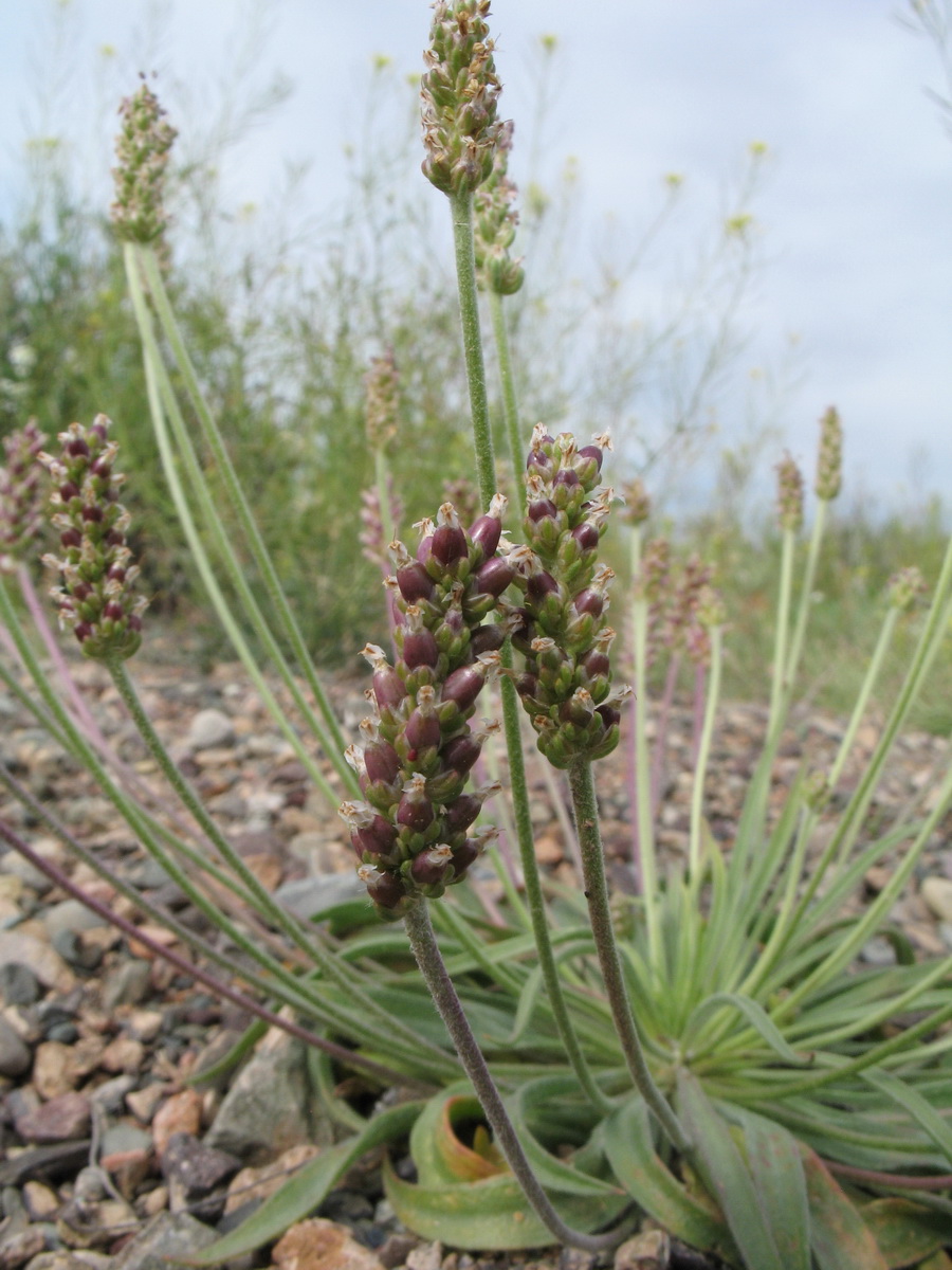 Изображение особи Plantago minuta.