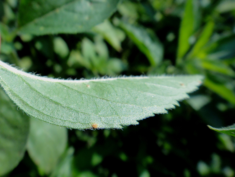 Изображение особи Mentha canadensis.