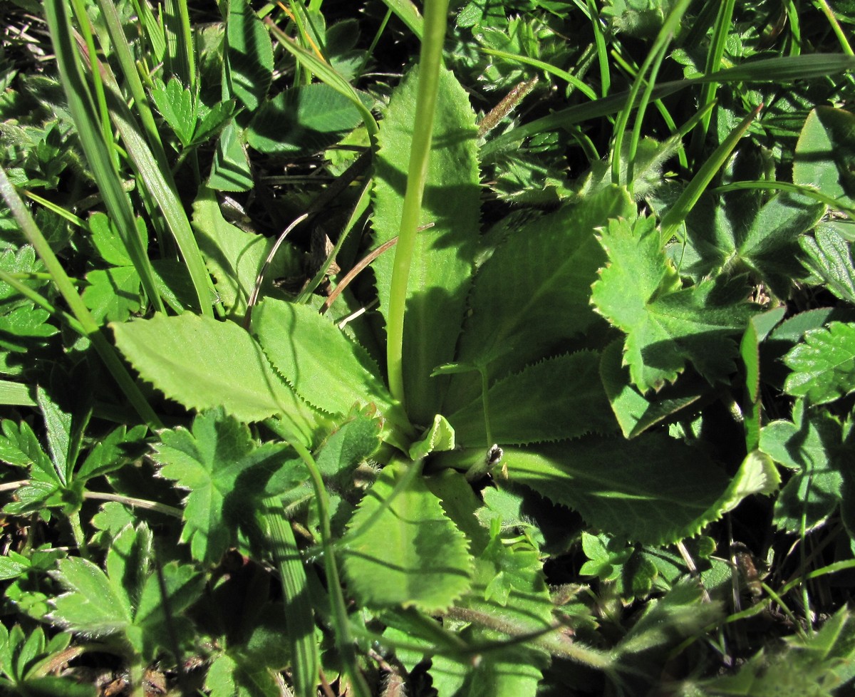 Image of Primula auriculata specimen.