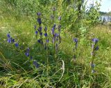 Gentiana pneumonanthe