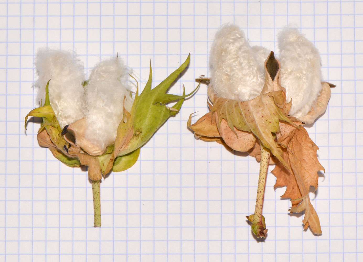 Image of Gossypium hirsutum specimen.