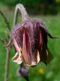 Geum rivale