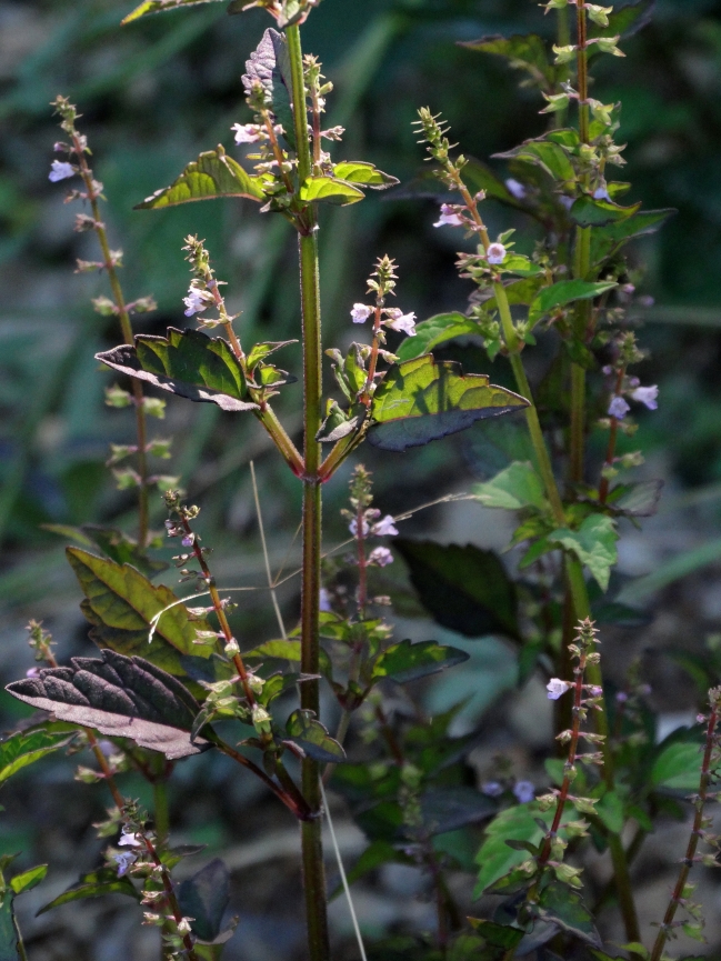 Image of Mosla dianthera specimen.